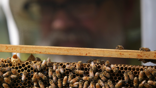 Mueren más de 500 millones de abejas en Brasil en tres meses, y la razón es un peligro para el planeta